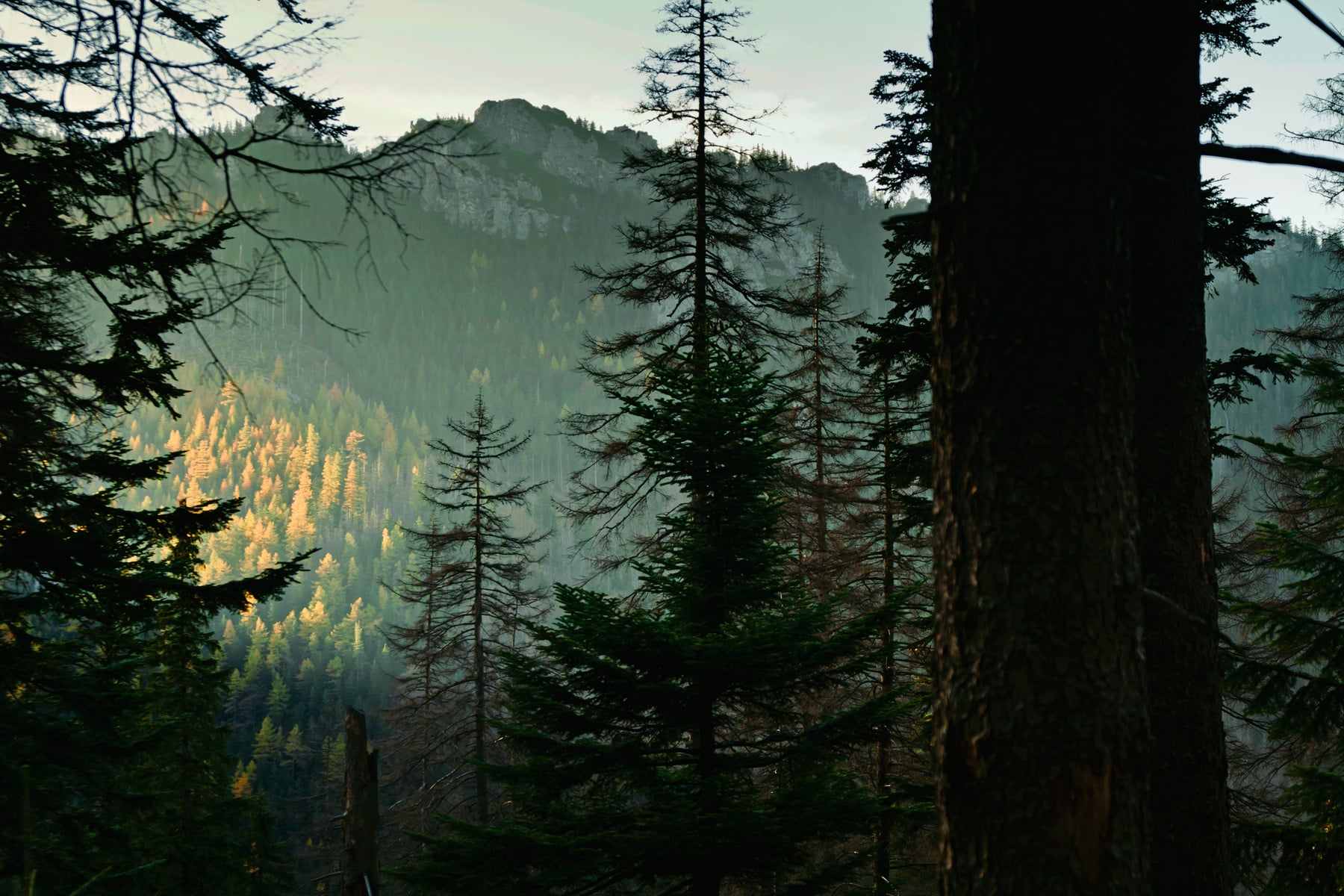 Evergreen Tree Forest 